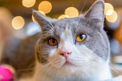 《死亡循环》11GB更新 添加了DSLL、改善光追